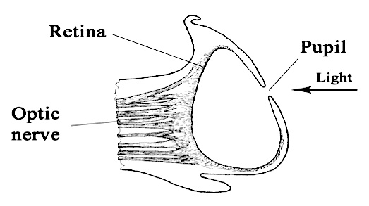 A drawing of the cross section of a nautilus eye, with the optic nerves entering from the left, and a circular shape forming the retina with a gap for a pupil.